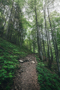 Trail amidst trees in forest