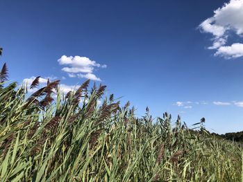 Low angle view of crops growing on field against sky