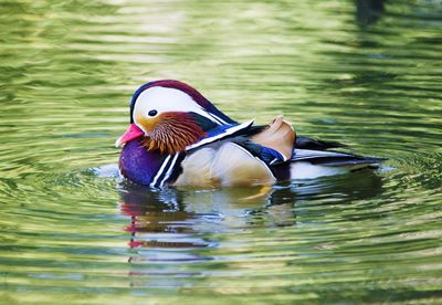 Duck swimming in lake