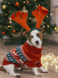 Portrait of a dog on christmas tree