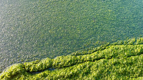 Green algae on the shore of the lake. view from above.