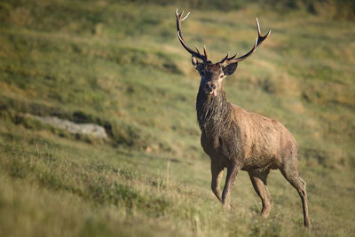 Deer on a field