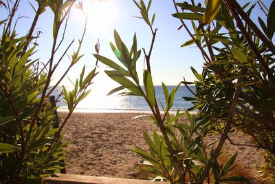 Plants growing on beach against sky