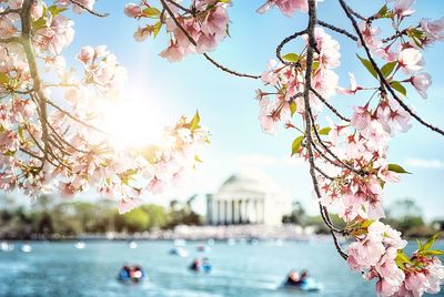 Pink cherry blossoms against sky