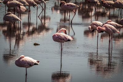 Flamingos preening in lake