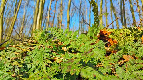 Plants growing on a tree