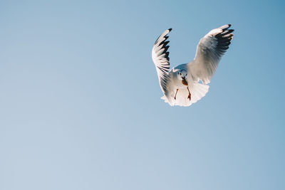 Low angle view of seagull flying in clear blue sky