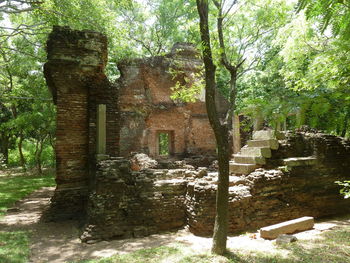 Low angle view of trees in forest