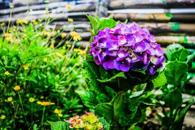 Close-up of purple flowers blooming outdoors