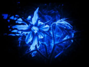 Close-up of flower over black background