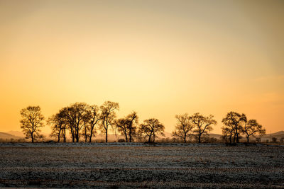 Trees on field against sky during sunset