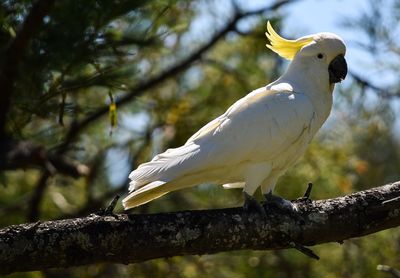 Close-up of bird perching on tree trunk