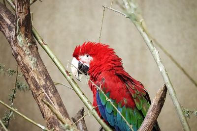 Close-up of parrot perching on branch