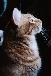 Close-up of a cat looking away