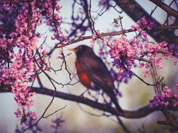 View of cherry blossom from tree