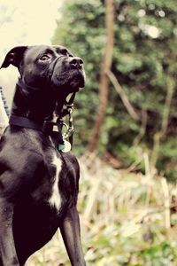 Black dog sitting on field