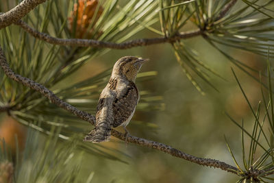 Close-up of bird perching on branch