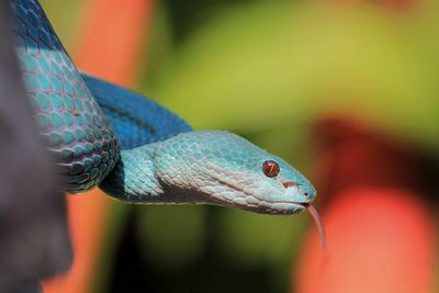 Close-up of lizard