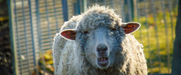 Close-up of an animal