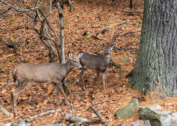 View of deer in the forest