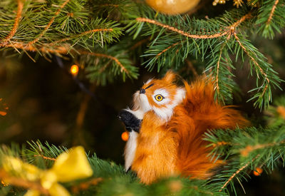 Close-up of a cat on tree