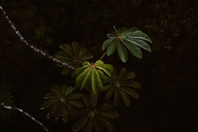 Low angle view of plant