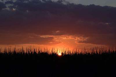 Silhouette trees against sky during sunset