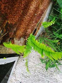 High angle view of insect on plant