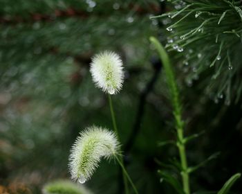 Close up of dandelion