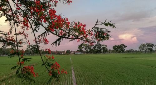 Scenic view of field against sky during sunset