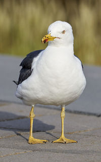 Close-up of seagull perching on land