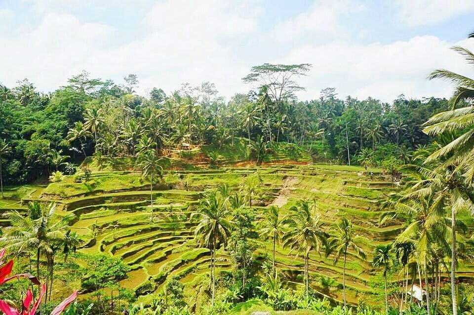 growth, tranquility, tree, tranquil scene, green color, beauty in nature, agriculture, scenics, nature, sky, rural scene, landscape, field, farm, crop, palm tree, plant, idyllic, green, cultivated land