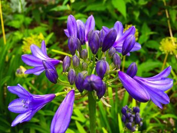 Close-up of purple flowers