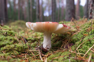 Mushroom in forest 