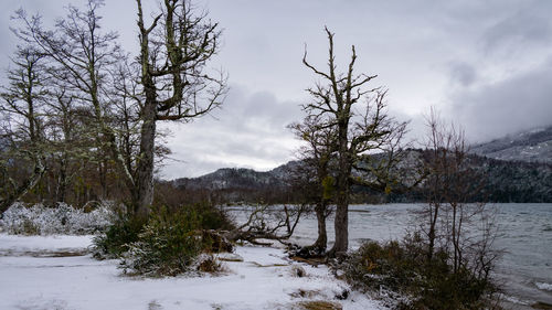Bare trees on snow covered land against sky