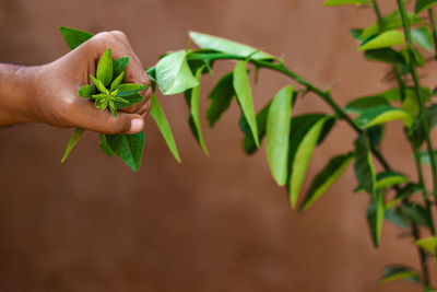 Close-up of hand holding leaves