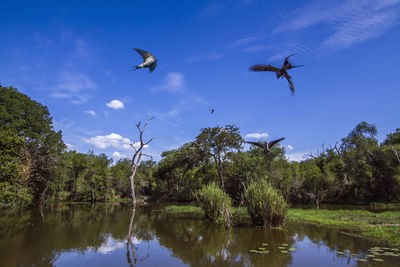 Birds flying over lake against sky