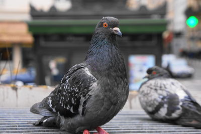 Close-up of bird perching outdoors