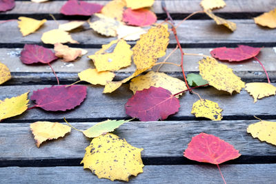 High angle view of autumnal leaves on yellow flowers