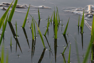grass