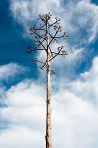 Low angle view of bare tree against sky