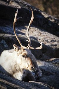 Close-up of deer