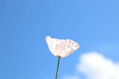 Low angle view of flowering plant against blue sky