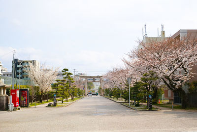 Empty road amidst flowering trees and buildings against sky