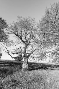 Bare tree on field against sky