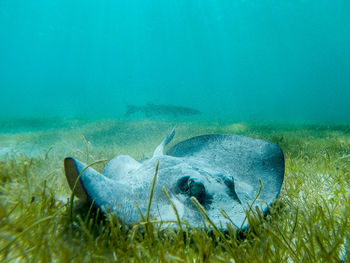 Close-up of sting ray in seabed