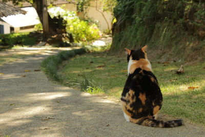 Cat sitting on tree