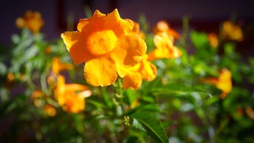 Close-up of yellow flower