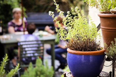 Close-up of potted plant on table in yard