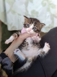 Portrait of cat with kitten